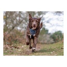 Company of Animals|Arnês para Cães Company of Animals CarSafe Preto Tamanho M