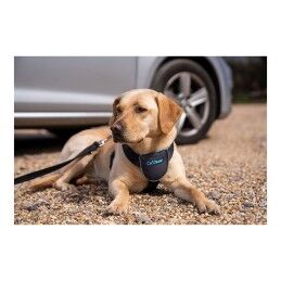 Company of Animals|Arnês para Cães Company of Animals CarSafe Preto Tamanho M
