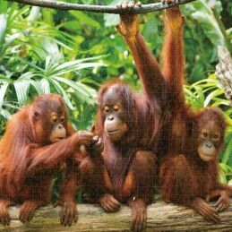 Colorbaby|Puzzle Colorbaby Orangutan 6 Unidades 68 x 50 x 0,1 cm