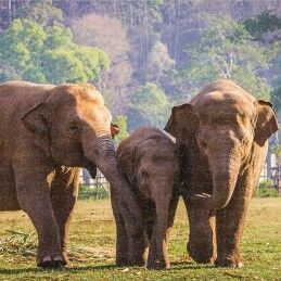 Colorbaby|Puzzle Colorbaby Elephant 500 Peças 6 Unidades 61 x 46 x 0,1 cm